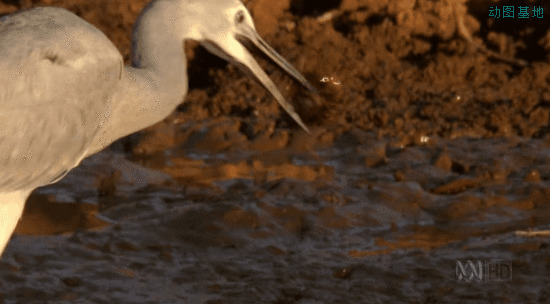 海边寻食的白天鹅gif图片