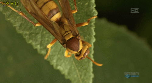 大马蜂吃叶子gif图片
