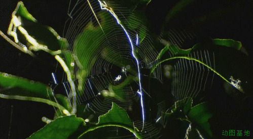 蜘蛛吐丝织网捕食苍蝇gif图片