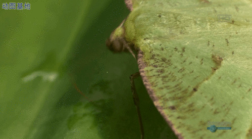 昆虫快速的吃叶子gif图片