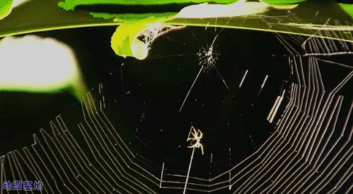 小蜘蛛快速的织网gif图片