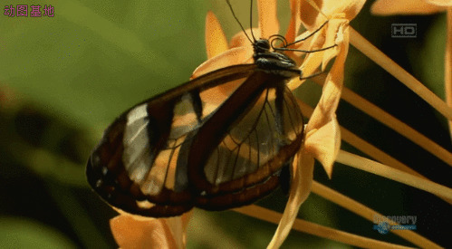 翅膀透明的蝴蝶gif图片:蝴蝶