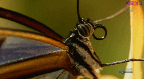 蝴蝶的触角gif图片:蝴蝶