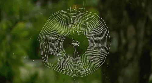 努力织网的蜘蛛gif图片