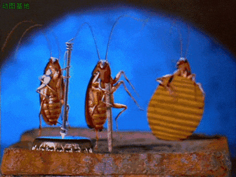 甲壳虫音乐会gif图片:甲壳虫