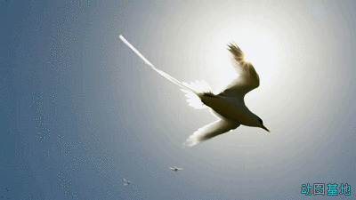 空中翱翔的白鸽gif图片:白鸽