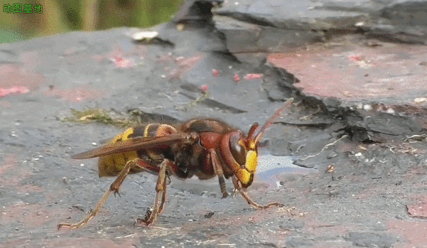 摇头晃脑的毒马蜂gif图片:马蜂