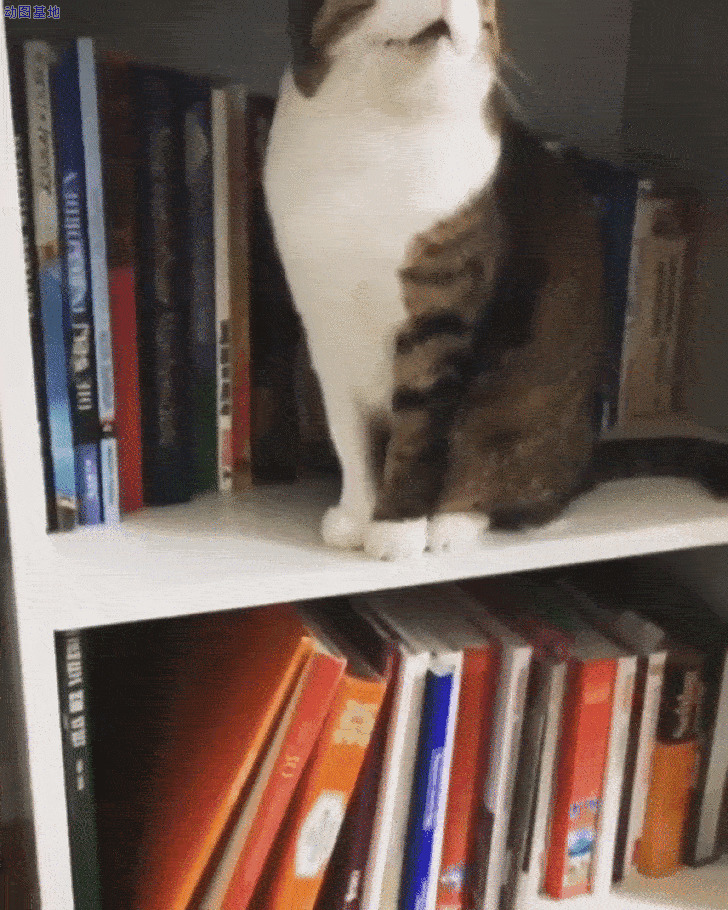 书架上调皮的猫猫gif图片:猫猫
