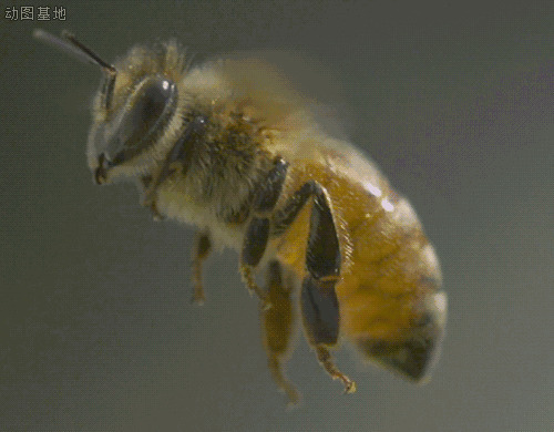 一只小蜜蜂gif图片:蜜蜂