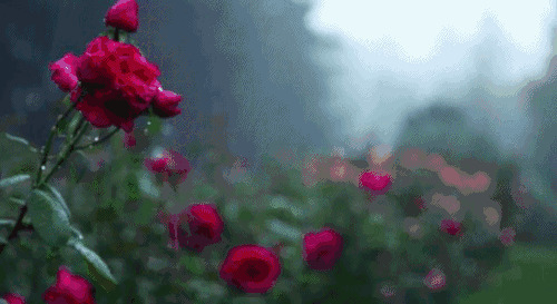 风雨中的玫瑰花gif图片:玫瑰花