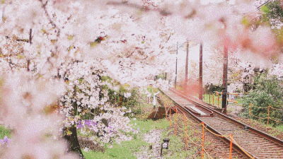火车开过樱花小镇gif图片