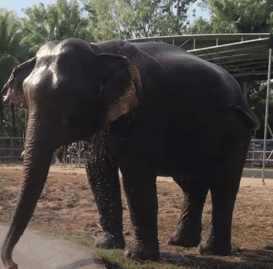 大象洗澡GIF图片:大象