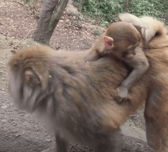 小猴子趴在母亲的背上GIF图片:小猴子