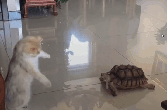 一只小猫与乌龟斗架GIF动态图片:小猫咪