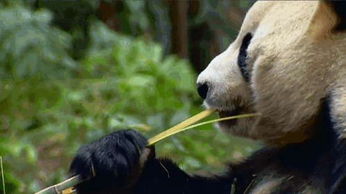 大熊猫吃竹子GIF图片:大熊猫