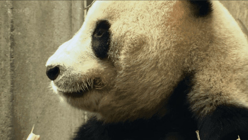 可爱的小猫咪舌头GIF图片:大熊猫