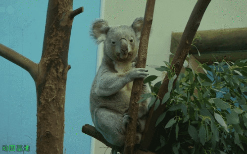 躲在树枝上的树袋熊GIF图片:树袋熊,考拉