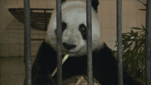 笼子里的熊猫GIF图片