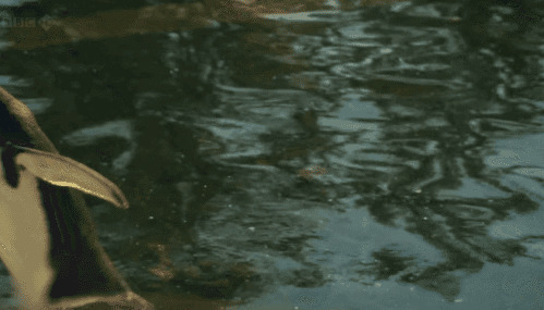 水边走路的企鹅GIF图片