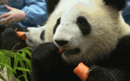 熊猫吃萝卜GIF图片