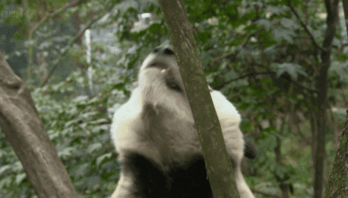 熊猫啃树枝GIF图片