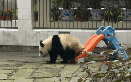 大熊猫玩滑梯GIF图片:大熊猫