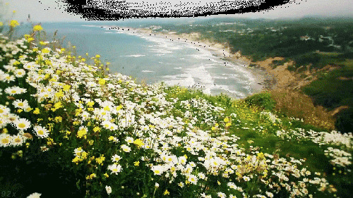 海边开满了鲜花GIF图片