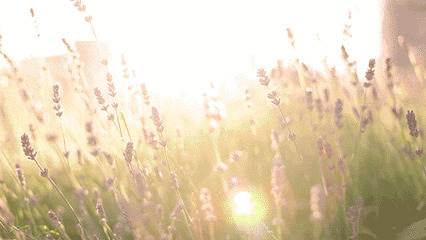 阳光下的薰衣草GIF图片