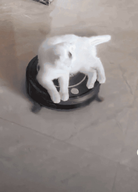 一只小白猫坐在扫地机上GIF图片