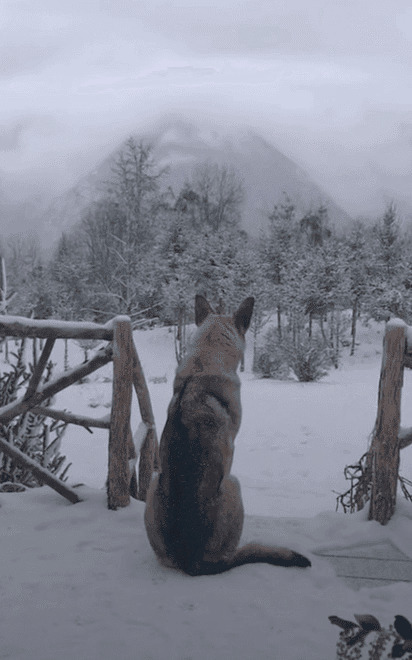 一只狼狗守护着自己的家园GIF图片