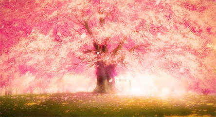 一棵美丽的樱花树GIF图片