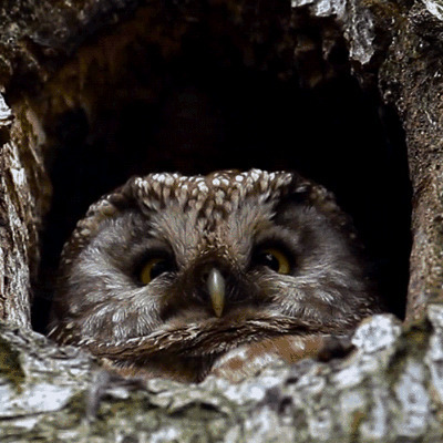 在树洞里睡觉的猫头鹰GIF图片:猫头鹰
