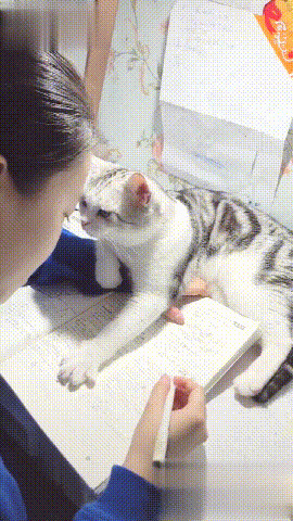 小猫咪打扰主人学习写字GIF图片:小猫咪