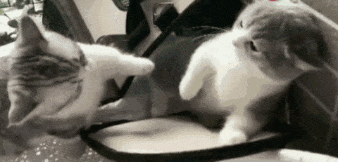 两只小猫咪打架GIF图片