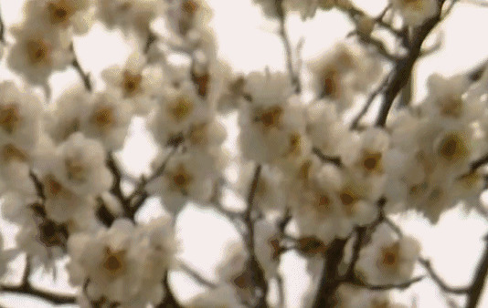 美丽的白色桃花近景gif图片