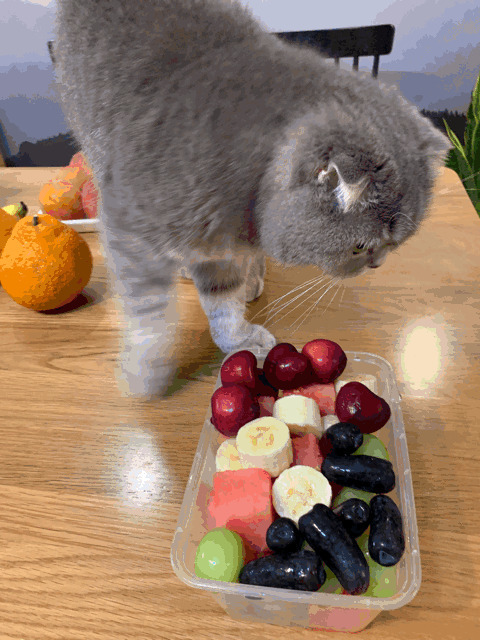 小猫咪吃水果gif图片
