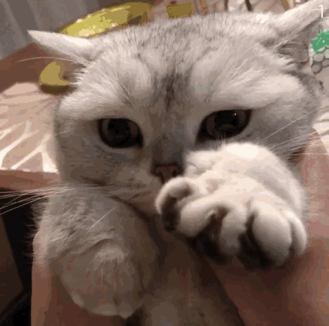 一直晃着爪子的小猫咪GIF图片:小猫咪