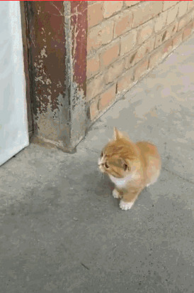小猫咪开门搞笑GIF图片