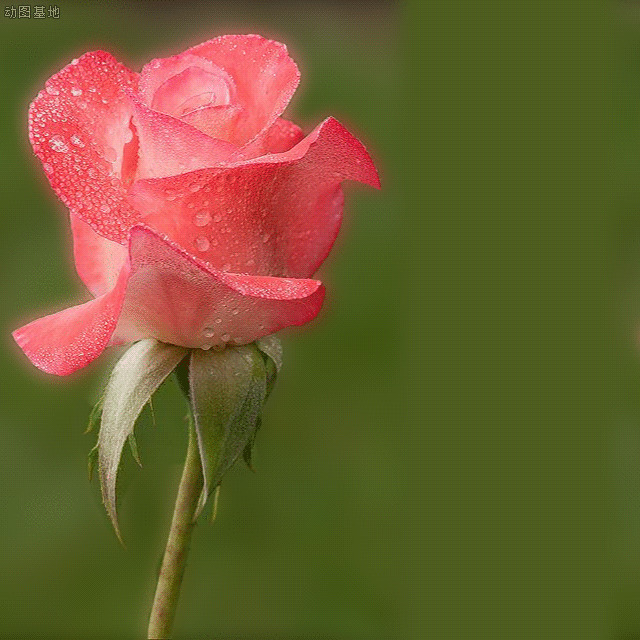 一朵粉红色的玫瑰花GIF图片:玫瑰花