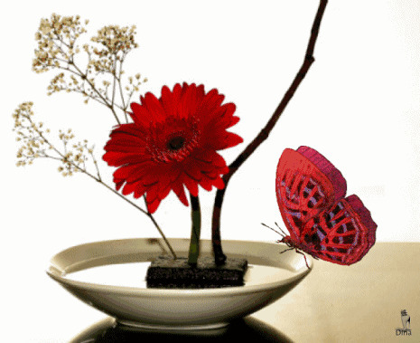 红色的鲜花与蝴蝶gif图片:蝴蝶