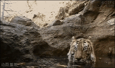 老虎下水洗澡GIF图片