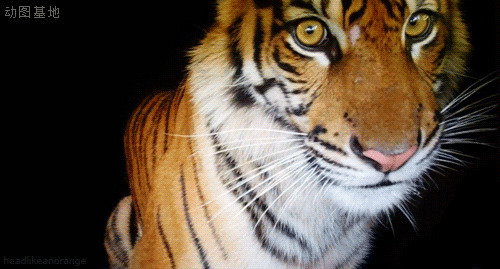 一只凶猛的老虎眼睛彤彤有神GIF图片:老虎
