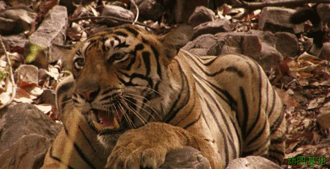 一只凶猛的老虎龇牙咧嘴GIF图片:老虎