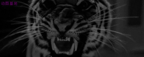 老虎的胡须GIF图片:老虎