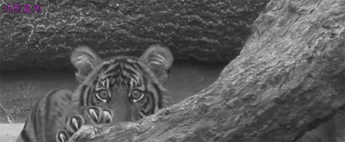 躲在石头后面的老虎GIF图片