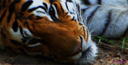 凶猛的老虎躺在地上睡觉GIF图片:老虎