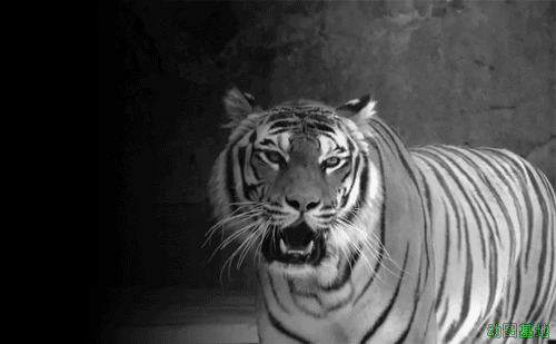 一只老虎张着大嘴吼叫gif图片:老虎