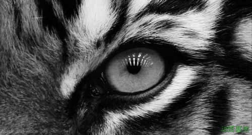 老虎的白眼珠GIF图片