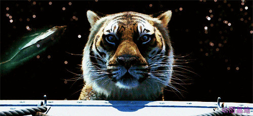 一只发呆的老虎GIF图片:老虎