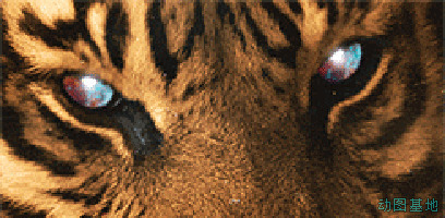 老虎发光的眼睛GIF图片:老虎